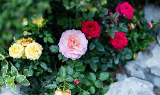 月季的功效和作用 月季的作用