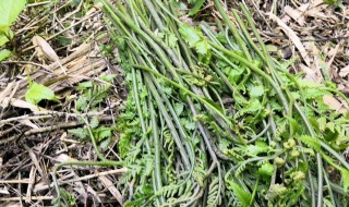 野厥菜怎么做好吃 野厥菜怎么做好吃视频