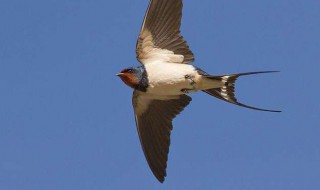 燕子的寓意和象征(燕子的寓意和象征四字词语)