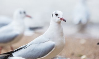 喝鸽子汤的功效与作用 春天喝鸽子汤的功效与作用