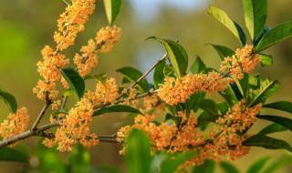 一什么桂花（一什么桂花雨填量词）