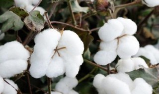 棉花像什么 棉花像什么的比喻句怎么写