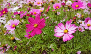 格桑花寓意 格桑花寓意不好