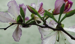 紫荆花的寓意（清华紫荆花的寓意）