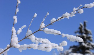 描写雪花的诗句 描写雪花的诗句有哪些