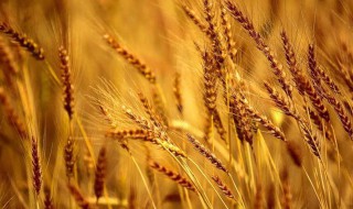 最大的麦穗悟出的道理(最大的麦穗给大家的启示)