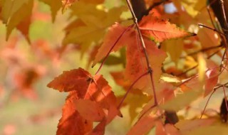 郁达夫故都的秋原文(郁达夫故都的秋原文阅读)