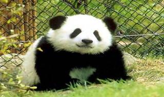 国宝大熊猫作文300字（国宝大熊猫作文300字3年级）