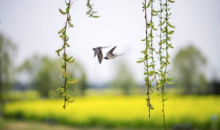 春风的诗句40句 春风的诗句 古诗大全