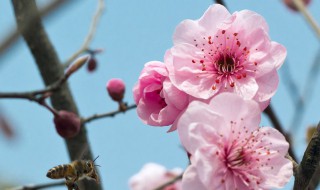 春暖花开的说说心情 春暖花开的说说心情朋友圈图片