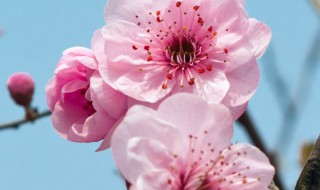 描写花的段落 描写花的段落摘抄