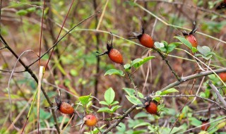金樱子的功效与作用及食用方法 金樱子的功效与作用及食用方法水陆二仙丹