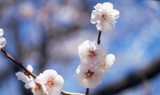 梅花的作文 梅花的作文300字左右三年级