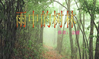 雨中的树林介绍（雨中的树林资料）