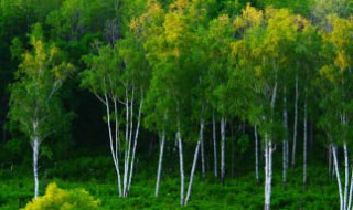 植树节的简短文字内容（植树节的简短文字内容50字）