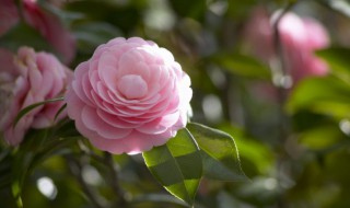 茶花什么时候开花花期在几月份（茶花什么时候开花、什么季节开花）