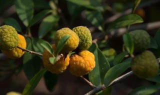 构棘果能吃吗?（构棘果能吃么）