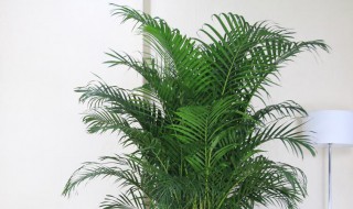 散尾葵的寓意与风水是什么（散尾葵的寓意与风水是什么意思）