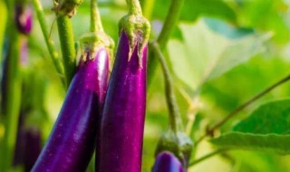 花茄子的功效与作用（花茄子的功效与作用图片）