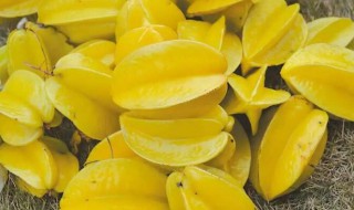 酸杨桃叶煮水的功效与作用（酸杨桃叶煮水泡下体）