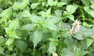 霍香草的功效和作用（霍香草的功效和作用是什么）