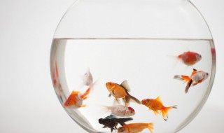 鱼缸放哪里最旺财（鱼缸放什么位置聚财）