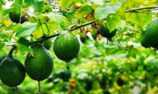 瓜蒌的功效与作用及禁忌 瓜蒌的功效与作用及禁忌症有