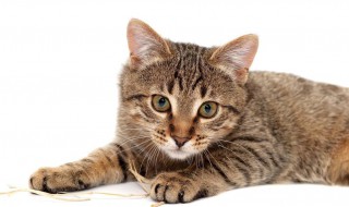 狸花猫和虎斑猫的区别 狸花猫和虎斑猫的区别幼猫
