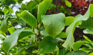 养植玉兰花技巧