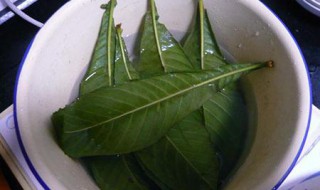枇杷叶煮水怎么做 枇杷叶煮水做枇杷膏要放多少水