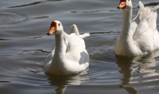 咸鹅的腌制方法 咸鹅蛋的家常腌制方法