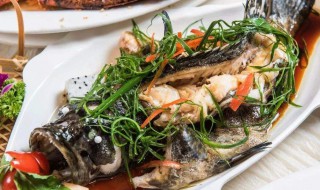 石斑鱼怎样做好吃 红石斑鱼怎么做最好吃