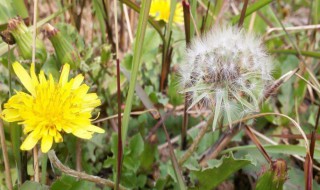 生吃蒲公英很有啥好处 生吃蒲公英对身体有害吗