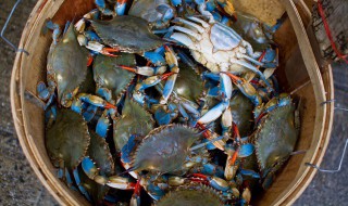 带回家活的梭子蟹死了能吃吗(梭子蟹拿回家死的能吃吗)