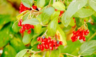 蕊被忍冬功效与作用 蕊被忍冬的药用价值