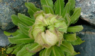 百草之王雪莲花的功效与作用 百草之王雪莲花的功效与作用及禁忌