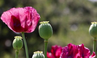 罂粟花的花语是什么 罂粟花的含义是什么