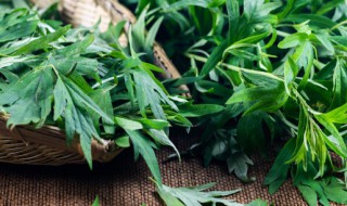 艾叶泡脚的功效和作用 艾叶泡脚的功效和作用是什么