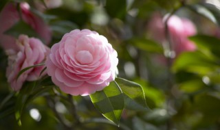 花开得什么填空（花开得什么填空词语）