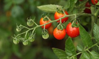 西红柿能和牛奶一起吃吗（西红柿含有什么营养成分）