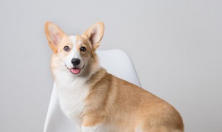 柯基训练方法 柯基训练全套教程