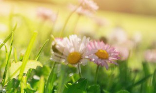 五颜六色的春天充满了花园(五颜六色的春天充满了花园英语)