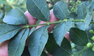 花椒叶子的功效与作用（花椒叶子的功效与作用百科）