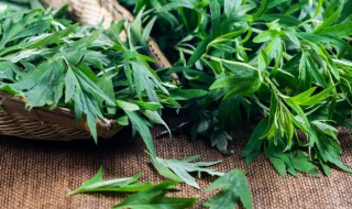 艾叶枕头的功效与作用（艾叶枕头的功效与作用及禁忌人群）