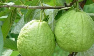 番石榴皮能吃吗 番石榴怎么吃才是正确的吃法