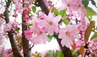 寻找春天作文 寻找春天作文800字