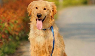 关于狗的作文 关于狗的作文200字