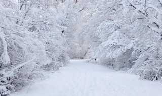 描写冬雪的诗句（描写冬雪的诗句六年级下册）