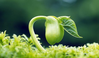 有关生命的名言警句（有关生命的名言警句20条）