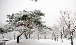 下雪了小树像什么（下雪了小树像什么的比喻句）